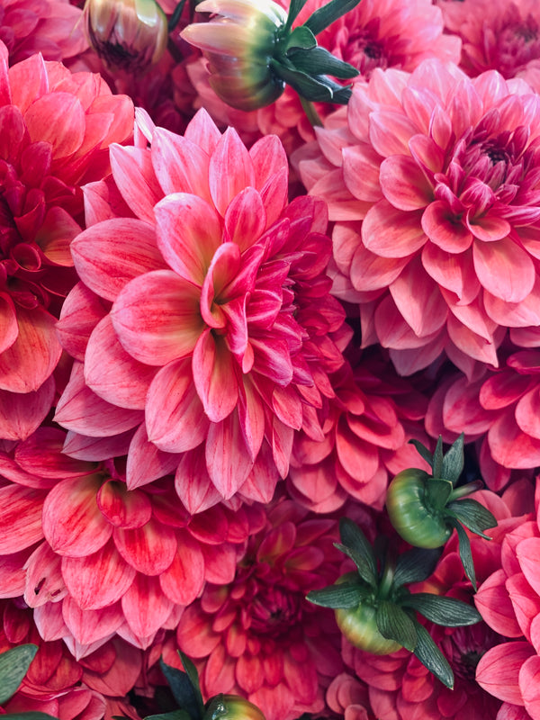 Should you gift your florist friend flowers? The answer might suprise you.