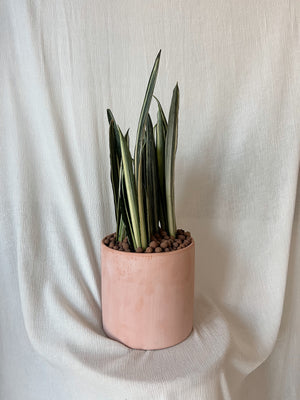 Snake Plant