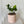Zz Plant